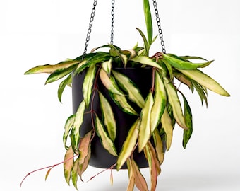 Highly Variegated Hoya Wayetii Variegata | Rare Trailing Hoya | Live Houseplant in 5” Pot