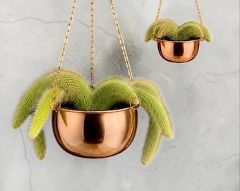 Monkey Tail Cactus rare cactus