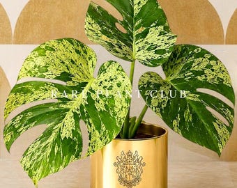 Monstera Bulbasaur – Fully Rooted Rare Plant