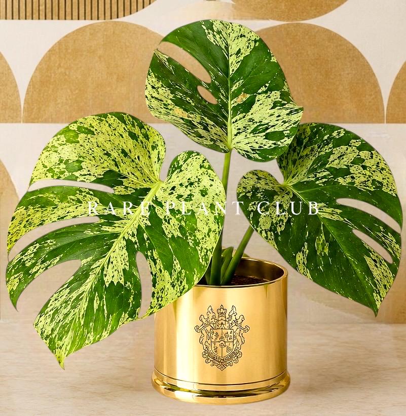 Monstera bulbasaur tissue culture - Etsy 日本