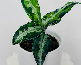 Pictum Tricolor Aglaonema