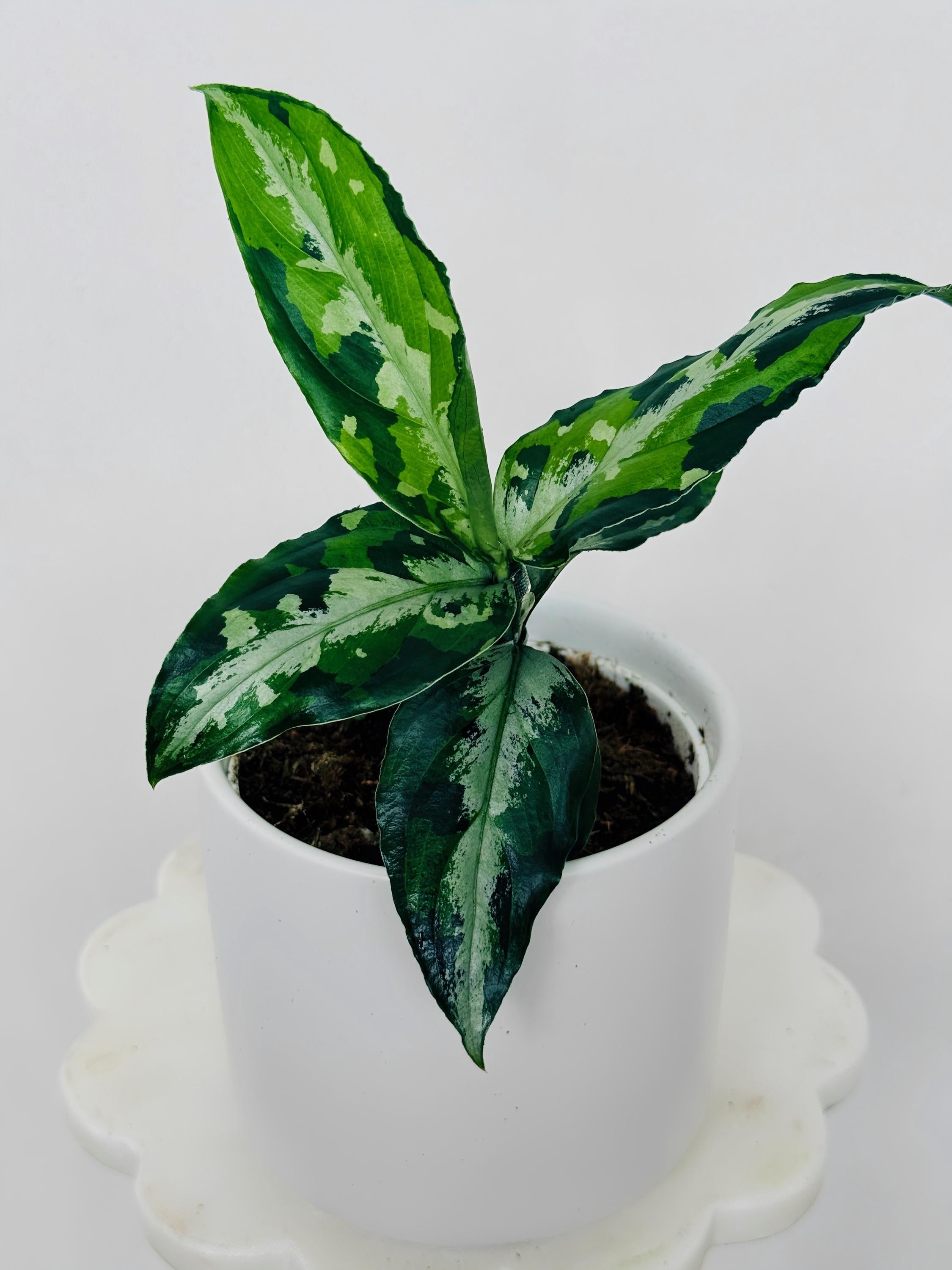 Aglaonema Pictum Camouflage - Etsy