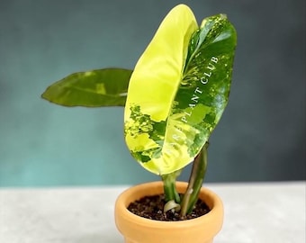 Philodendron Variegated Burle Marx
