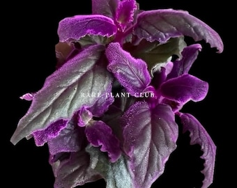 Gynura Aurantiaca/Purple Passion