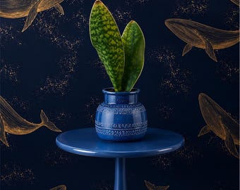 Rare Double Fin Whale Fin Sansevieria Plant | Established Collector Specimen