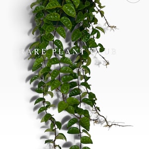 May include: A trailing Hoya plant with glossy, dark green, heart-shaped leaves and thin, vine-like stems. The plant is suspended, showing multiple long, cascading stems with visible aerial roots. Text reads RARE PLANT CLUB and USA grown & shipped.