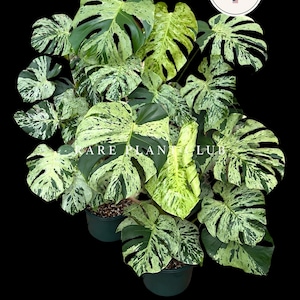 観葉植物 や*す様 lsw526 Bulbasaurモンステラ・フシギダネ 斑入り