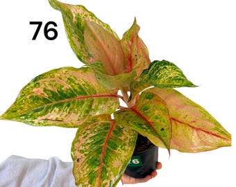 Lucky Aglaonema Prakaiphet  | Rare Chinese Evergreen | Live Houseplant | Pink Indoor Plant | Prosperity Plant Gift