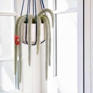 May include: A trailing cactus with long, fuzzy, light green stems hanging from a speckled white ceramic pot. The plant is suspended by dark blue cords and features two small, vibrant red flowers blooming on one of the hanging stems.