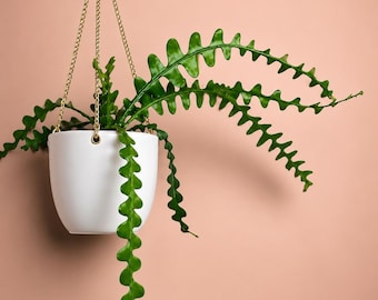 Ric Rac Cactus