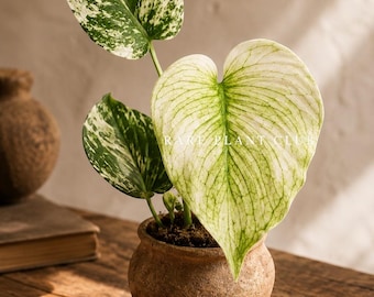 Monstera White Monster / Planta rara de monstera variegada de moda