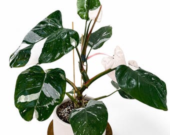 Mature White Princess Philodendron, rare XL plant