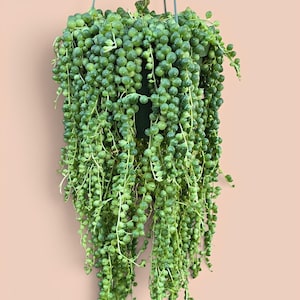 Puede incluir: Una planta rosario con numerosas hojas pequeñas, esféricas y de color verde vibrante que caen en cascada desde un recipiente oscuro. La planta está suspendida por finos alambres metálicos, mostrando un crecimiento denso y frondoso.