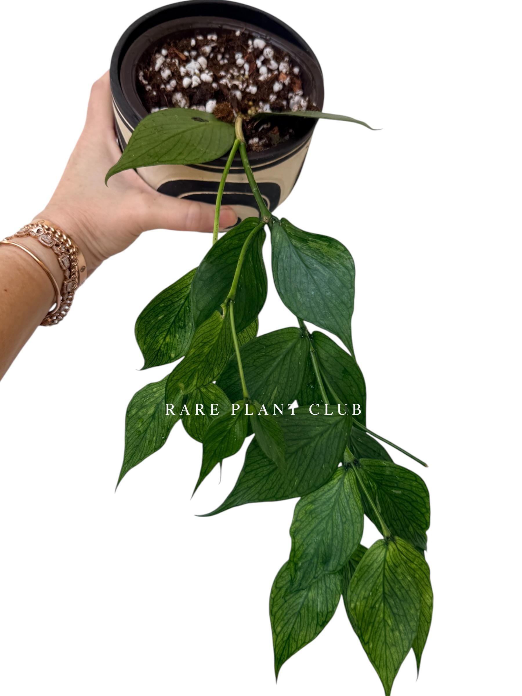 Hoya polyneura plant - Etsy 日本