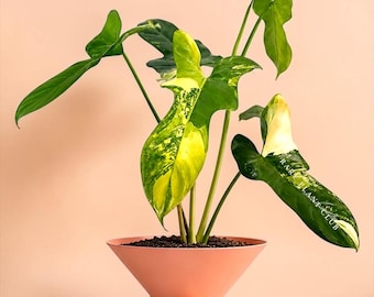 Variegated Golden Violin/ exact plant