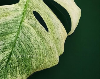 Mint Monstera rare plant