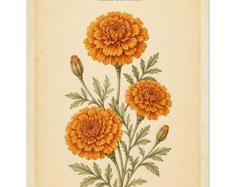 October Marigold Birth Flower Print | Botanical Wall Art, Warmth & Devotion