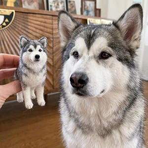 Può includere: Una piccola statuetta in lana infeltrita di un cane Alaskan Malamute grigio e bianco con orecchie a punta, occhi scuri e naso nero, in posizione eretta, mostrata accanto a un grande cane Alaskan Malamute vivo con segni identici.