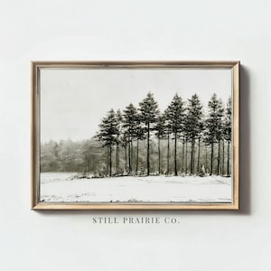 May include: A framed landscape print in a light wood frame featuring a black and white photograph of a line of tall pine trees standing in a snow-covered field. The text STILL PRAIRIE CO. is printed in black below the bottom edge of the frame.