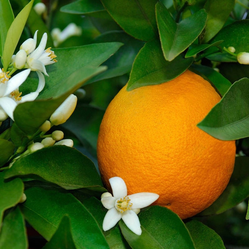 May include: A close-up of an orange fruit on a tree, surrounded by green leaves and white blossoms. The orange is a vibrant, round shape with a textured peel. The leaves are a deep green, and the flowers are small and delicate.