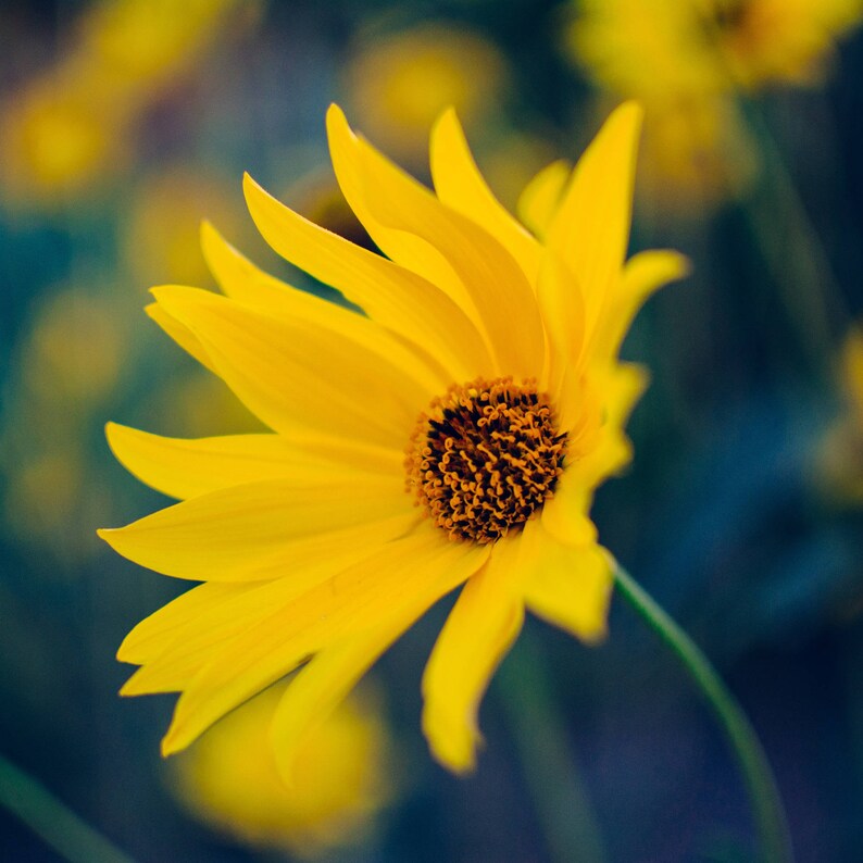 May include: A close-up of a vibrant yellow flower with elongated petals. The flower's center is a dark brown, contrasting with the bright yellow. The background is a blurred mix of greens and blues, highlighting the flower's details.