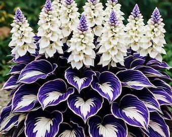 200 White Purple Hosta Seeds Rare Shade Perennial Mix