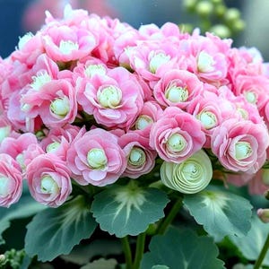Appleblossom Style Geranium Seeds – Pink & White Pelargonium – Grow Your Own Garden Flowers