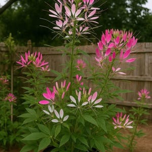 Puede incluir: Una planta vibrante con flores rosas y blancas, sobre un fondo de follaje verde y una valla de madera. Las flores tienen pétalos delicados y con forma de araña. La planta está en una maceta negra.