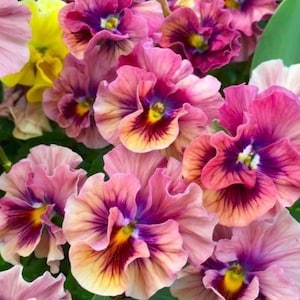 May include: A close-up of colourful pansy flowers in full bloom. The petals display a gradient of colours, including shades of pink, purple, yellow, and orange. The flowers have ruffled edges and a velvety texture, creating a lush floral arrangement.