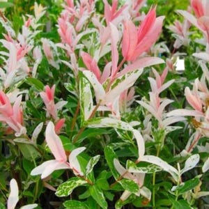 Dappled Willow Cutting – Tricolor Hakuro Nishiki