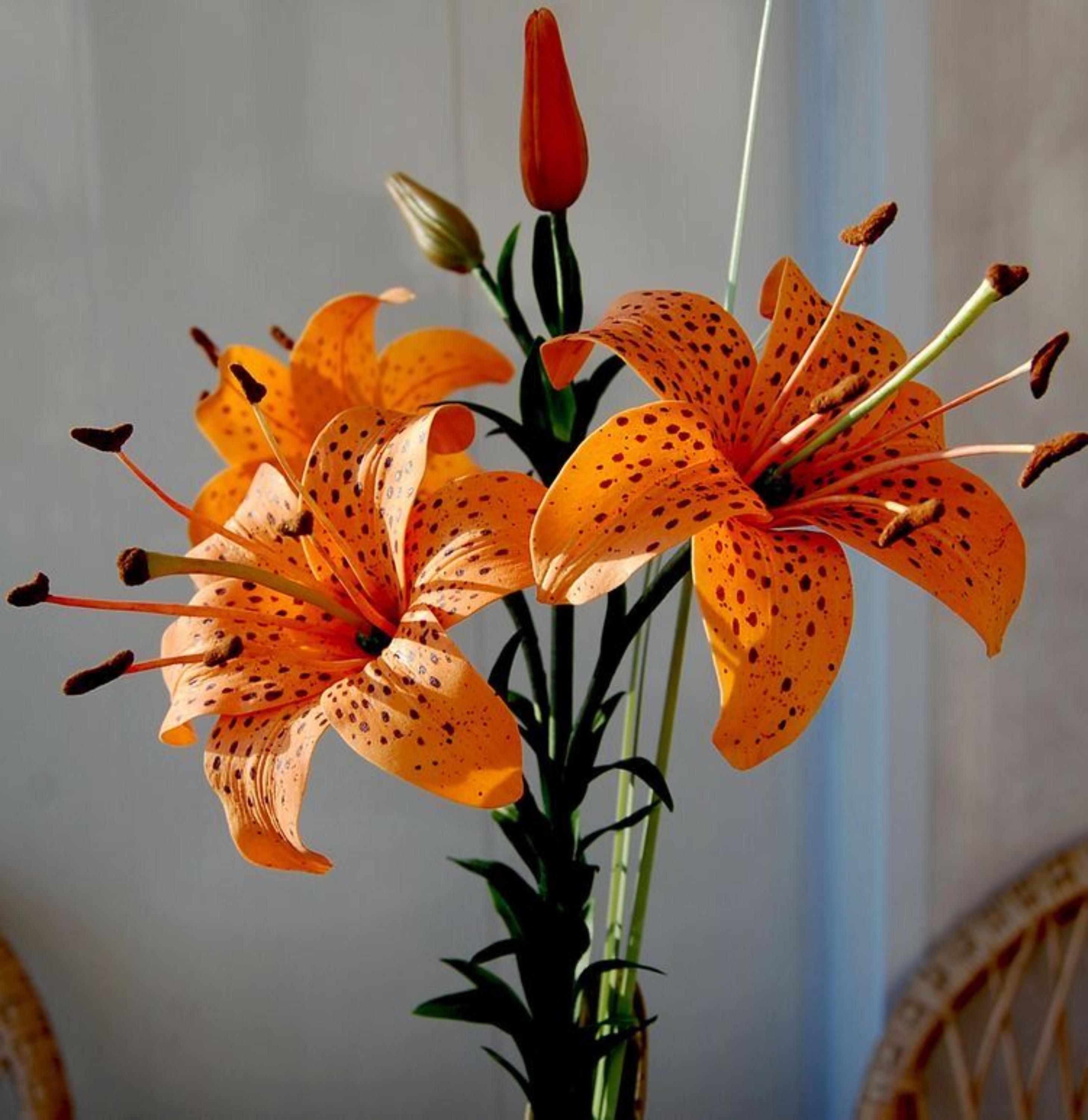Tiger Lilly Seeds - Etsy Canada