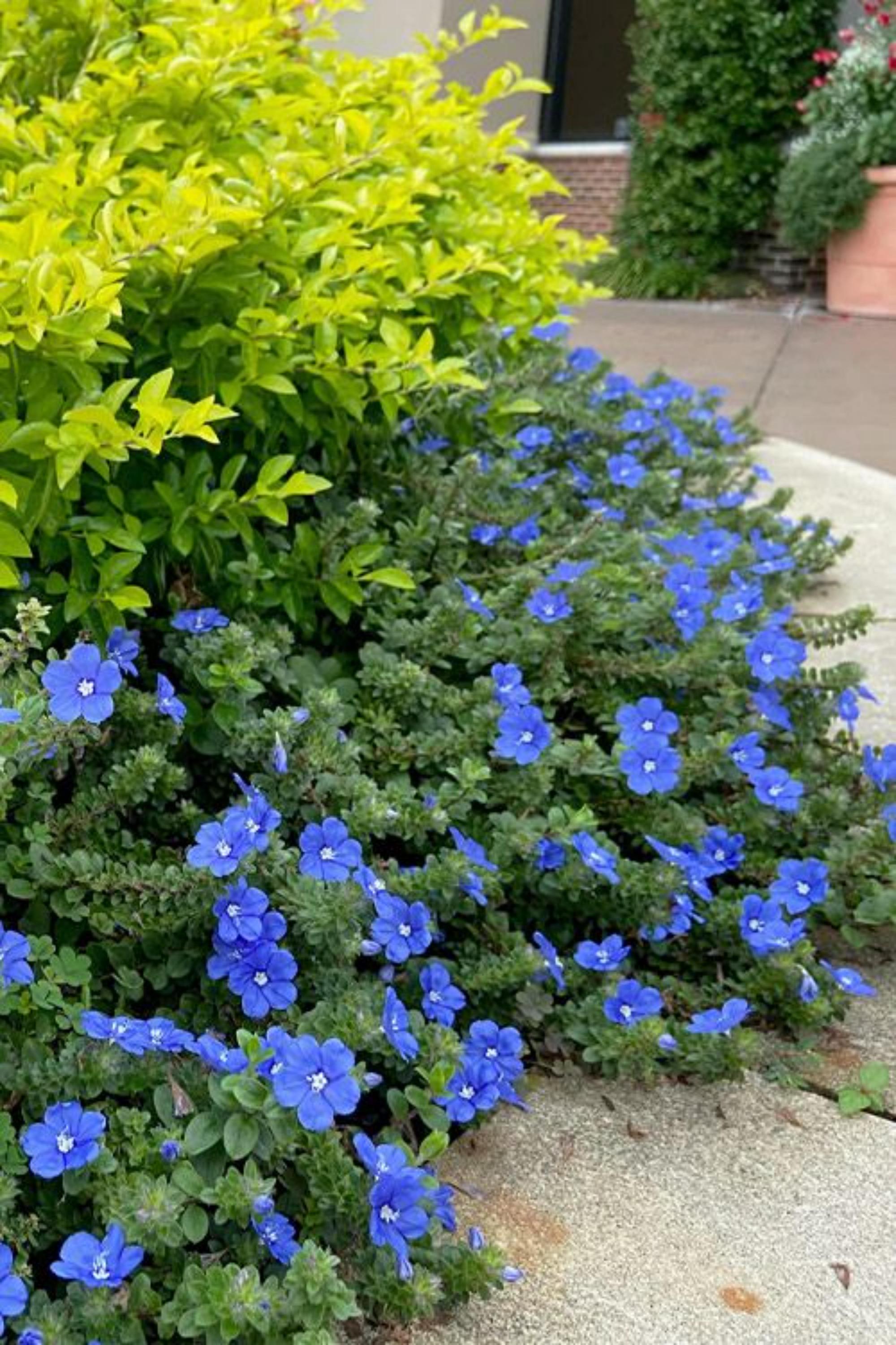 Lobelia Blue Cascade Seeds – Trailing Groundcover Flower - Etsy