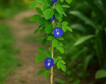 Semillas de guisante mariposa – Clitoria ternatea Blue, enredadera tropical comestible