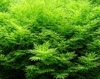 7  Water Wisteria Aquarium Live Plant Stems, Water Wisteria Live Aquatic Plants for Freshwater Aquarium