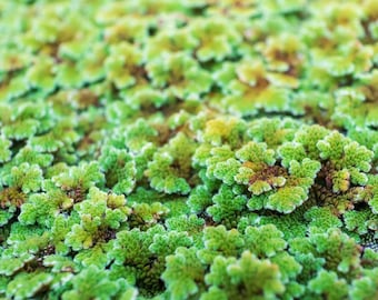 200 Azolla Plants, Floating Aquarium for Water Garden Cover