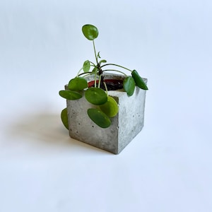 Può includere: Una piccola pianta di Pilea peperomioides con foglie rotonde e verdi che cresce in un vaso quadrato in cemento grigio. Il vaso presenta una superficie porosa e ruvida con bolle d'aria visibili, e la pianta è centrata nell'apertura.