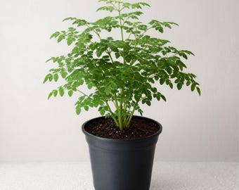 Set 2 Moringa Oleifera Tree Live for Planting 4 to 6 Inch Tall, Easy Care Herb Garden Plants for Indoor Outdoor Growing, No Ship CA