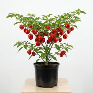 May include: A potted habanero pepper plant with vibrant red peppers. The plant has green leaves and small white flowers. The plant is in a black plastic pot, sitting on a light-colored wooden surface.