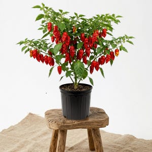 May include: A potted pepper plant with vibrant red peppers. The plant is in a black pot and sits on a small, rustic wooden stool. The peppers are a deep red color, contrasting with the green leaves.