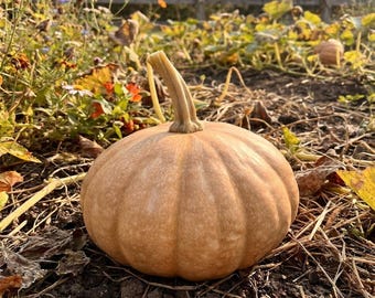 20 semillas de calabaza Seminole / Variedad tradicional