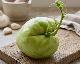 Sprouting Chayote, Choko, Chocho, Vegetable Pear, Mirliton