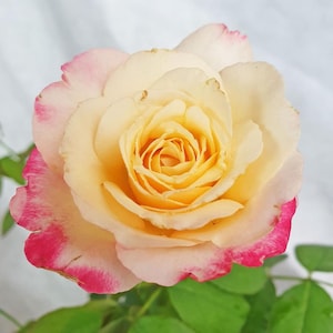 May include: A single rose bloom featuring layered petals that transition from a deep yellow center to creamy off-white, with vibrant pink edges on the outer petals. The flower is supported by green leaves visible at the base of the stem.