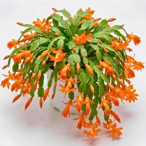 May include: A vibrant Schlumbergera plant, commonly known as a Thanksgiving cactus, featuring numerous bright orange, tubular flowers and segmented green stems. The plant is potted in a simple white container, displaying a lush, cascading growth.
