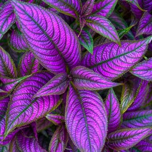 May include: Close-up of vibrant purple Persian Shield plant leaves. The leaves have a textured, ribbed appearance with green edges, creating a striking contrast. The plant's foliage is dense, showcasing the rich color and intricate details of the leaves.
