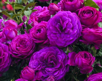 Purple Climbing Rose Live Plant, Fragrant Purple Blooms, 5-7 Inches Tall (No Pot)