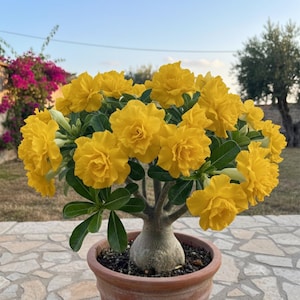 May include: A potted desert rose plant with vibrant yellow flowers. The plant has a thick, bulbous base and green leaves. The flowers are clustered together, creating a full, blooming appearance. The pot is a terracotta color.