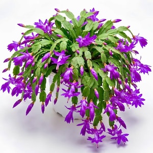 Purple Thanksgiving Cactus Live Plant, 5–9 Inches Tall, No Pot, Winter-Blooming Christmas Cactus, Holiday Indoor Plant