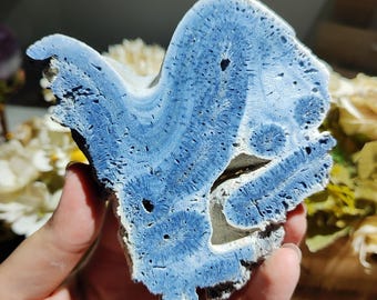 Natural Blue Coral Slice Specimen, Polished Blue Coral Fossil Slab, Ocean Reef Mineral Decor
