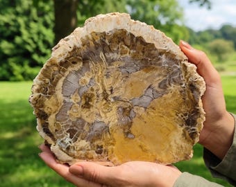 Natural Petrified Wood Slab Coaster | Polished Fossil Stone Home Decor |0.66-1.54Lb | Reiki Healing