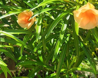May include: A vibrant green shrub featuring long, slender, pointed leaves and delicate, trumpet-shaped peach-colored flowers. The plant displays a dense arrangement of foliage with sunlight casting bright highlights across the glossy leaf surfaces.